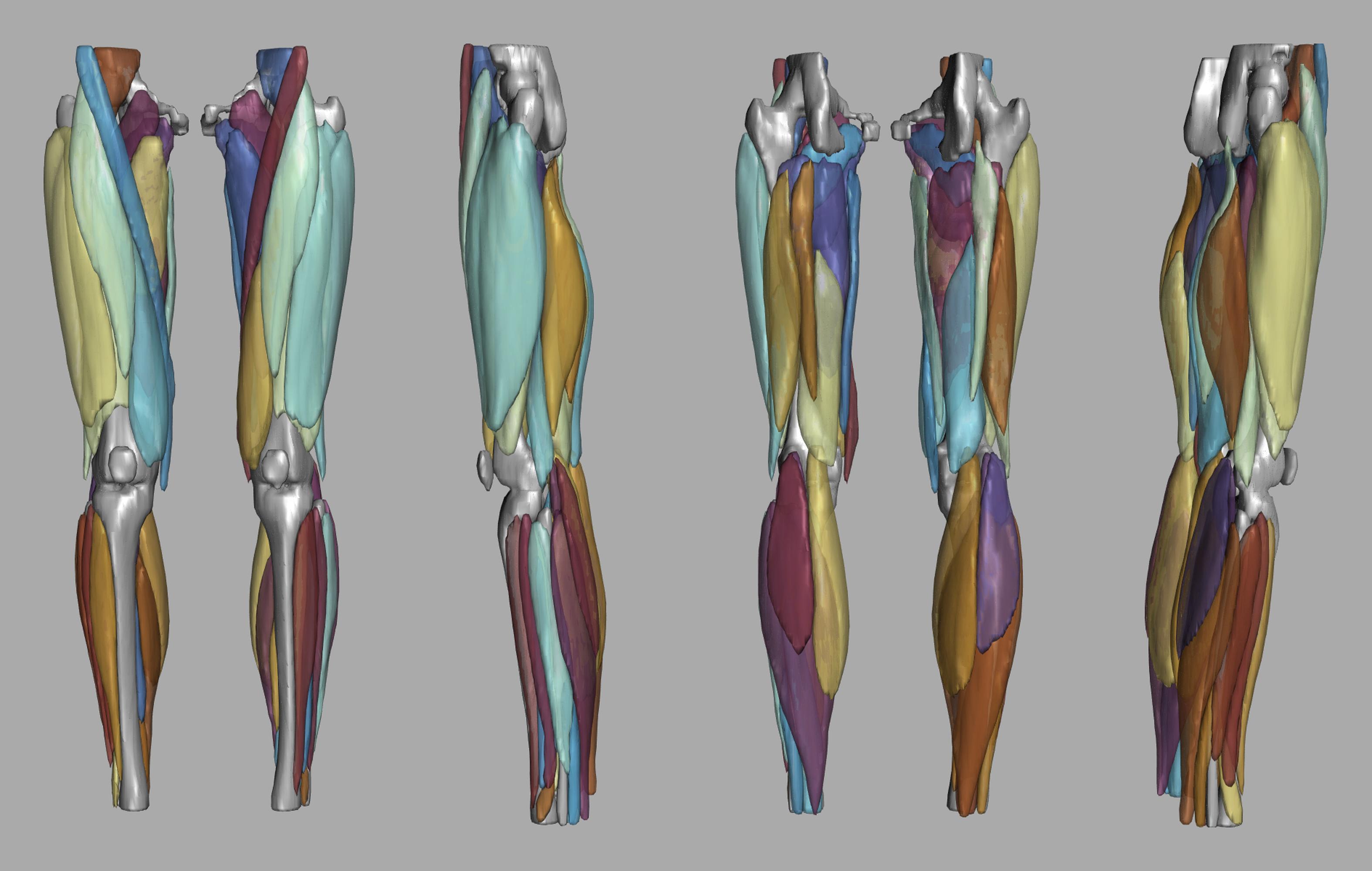 3D render of automated muscle segmentation labels generated using a CNN UNET.